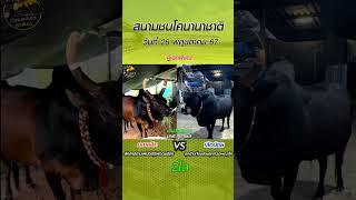 #สนามชนโคนานาชาติ วันที่ 26 พฤษภาคม 67 *คู่เอกพิเศษ คลาสสิค vs เสือน้อย #วัวชน1bull
