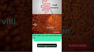 Intestinal Villi 3D Animation|| How Villi helps in nutrient absorption?@biologyexams4u