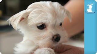 80 Seconds of a Precious Maltese Puppy Getting A Bath