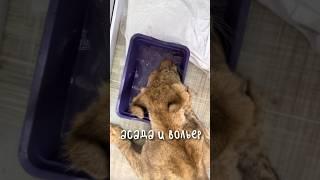АСАДА#ветеринар #ветеринарныйврач #ветврач #тайган #паркльвовтайган #паркльвов #лечениеживотных #vet