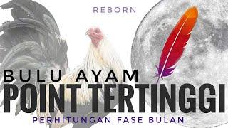 WARNA BULU AYAM TERTINGGI BERDASAR FASE BULAN