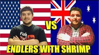 Keeping and Breeding Endlers with Shrimp | United States vs. Australia