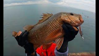 HOW TO CATCH A BIG MANGROVE SNAPPER??! TALIBON BOHOL ISLAND FISHING