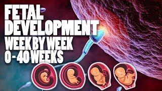 Fetal Development Week by Week (1-40) Complete - 3D Animation