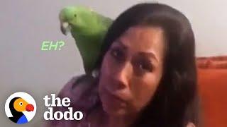 Spanish Speaking Parrot Mothers His Human Brother | The Dodo Soulmates