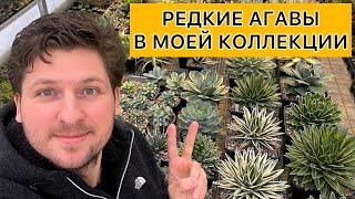 Редкие Агавы в моей коллекции. Обзор сортов и видов. Agave collection