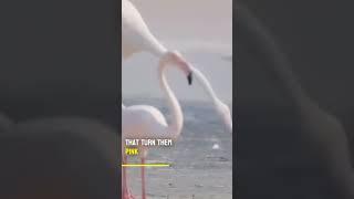 Non-Pink Flamingos...!! What..!!?