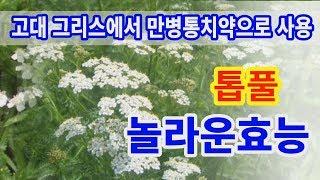 톱풀 놀라운 효능