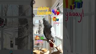 Happy Happy Birthdayto all you March Babies#happybirthday #birthday #march #hb #parrot #birds