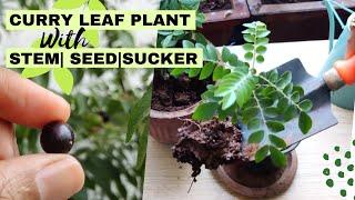 Easy way to grow a curry leaf plant | With Stem, Seed and Sucker| e URBAN ORGANIC GARDEN