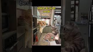 MAKAN DI RUMAH NENEK #meme #kucing #meow #youtubeshorts