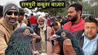 रामपुर कबूतर बाज़ार 2025 || rampuri pigeon market 2025 || indian pigeon market