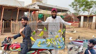Budgies Parrots Ki Pori Shop Khareed Li 