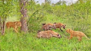 Lion Cub Surrounded by Gang of Hyenas Calls Mom for Backup