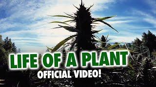 MendoDope - Life Of A Plant (Official Video)