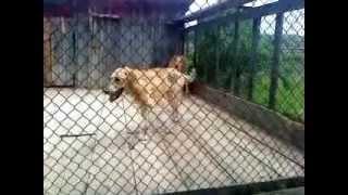 Русские гончие собаки видео
