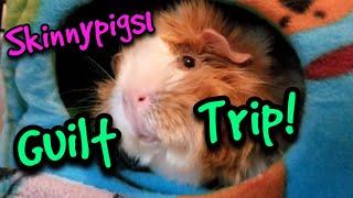 Skinnypigs1 Guilt Trip!