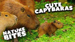 It's a Boy! Adorable Capybara Family Welcomes a Baby Brother | Nature Bites