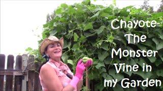 A Monster in the Garden/The giant Chayote squash