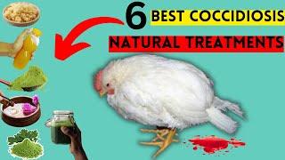 6 BEST NATURAL TREATMENTS FOR COCCIDIOSIS | Here are  TOP 1% of HERBS & TREATS To Treat COCCIDIOSIS