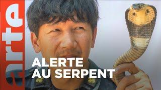 Bangkok, les chasseurs de serpents | GEO Reportage | ARTE