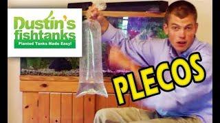 BAGGING PLECOS: Adding Aquarium Plants with Pleco Fish for a Long Trip