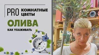 Комнатное растение Оливковое дерево. Олива европейская: как правильно ухаживать и делать обрезку.