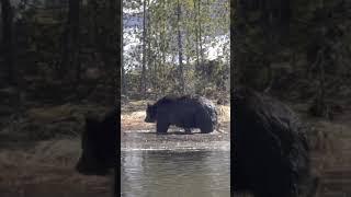 Wet grizzly bear shaking off after a dip in the lake  #wildlife #animals #grizzly