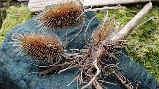01 | Bushcraft Pflanzen: Die wilde Karde - Heilpflanze, Lieferant für Spindeln zum Feuerbohren