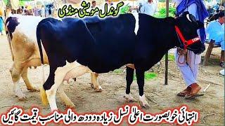 03-09-2024 imported MilkingCows Fresh Rate on Gondal Mandi!Gondal Mandi latest update!#cows#dairy