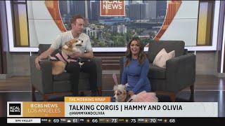 'Talking Corgis' Hammy and Olivia visit Morning Wrap