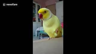 This parrot has an identity crisis and thinks he’s a banana