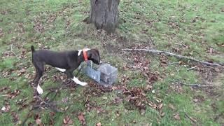 Mountain Cur Squirrel Dog Training Live Squirrel