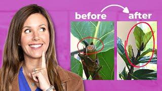 Fiddle Leaf Fig Pruning: Easy Tips You Must Know