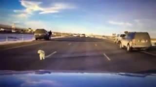 Dashcam video shows dog jumping out of moving SUV on busy interstate