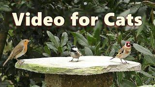 Birds for Cats to Watch Indoors ~ Videos for Cats to Watch on TV  8 HOURS 