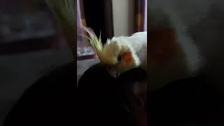 Cockatiel asking for headscratch #cockatiel #happy #funny #funnyvideo