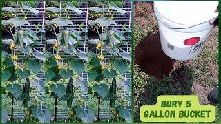 This is How I Grow Hydroponic Cucumber In 5 Gallon Bucket | DIY Hydroponics Kratky Method |