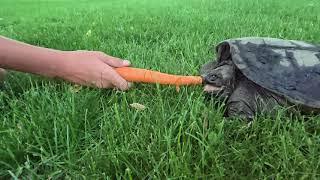 Snapping turtle strike in super slow motion.