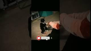 this cat is master mind #shortfeed #funny #funnymomente #comedyvideos #bombastic #short