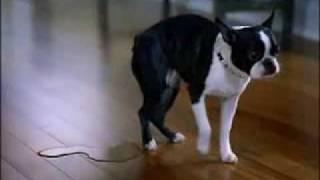 Cute television advert - scared dog