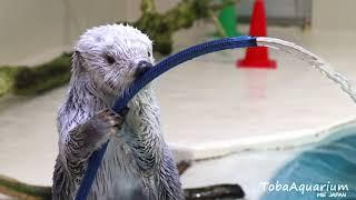 《鳥羽水族館》　ラッコのメイの放水訓練とズブ濡れの飼育員