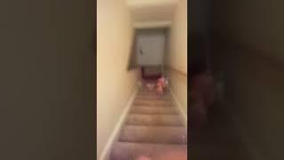 Everyone Fall Downstairs