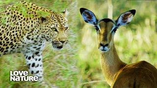 Predator vs. Prey on the Africa Savannah | Wildlife Icons Ep105