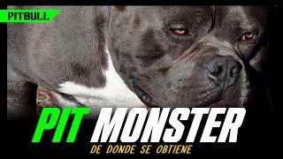 PIT MONSTER //Donde se obtiene,caracteristicas & mas!!