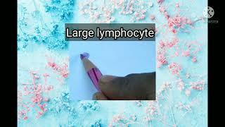 Connective tissue - Histology diagrams step by step with brief description