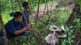 Hunting for Wild Mushrooms - a very delicious natural preparation | Life in the Village