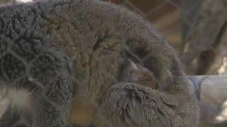 Sacramento Zoo welcomes six new animals including baby mongoose lemur