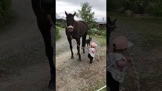 Adorable Little Girl Leads Patient Horse!