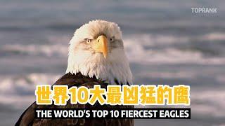 世界10大最凶猛的鹰 | The world's top 10 fiercest Eagles